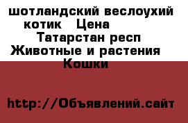 шотландский веслоухий котик › Цена ­ 1 500 - Татарстан респ. Животные и растения » Кошки   